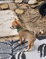 WOODY, a male Chihuahua for sale in Springfield, OH – Photo 2 of 6