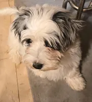 Booshe, a male Yorkipoo for sale in Springfield, OH – 2 of 2