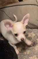 JOHNNY, a male Chihuahua for sale in Springfield, OH – 2 of 3