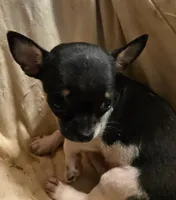tini, a male Chihuahua for sale in Springfield, OH – 2 of 2