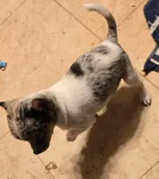 Barker, a male Chihuahua for sale in Springfield, OH – 4 of 6