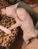 FRANKIE, a male Chihuahua for sale in Springfield, OH – 3 of 4