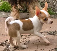 BINJI, a male Chihuahua for sale in Springfield, OH – Photo 5 of 6