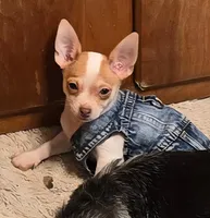 BINJI, a male Chihuahua for sale in Springfield, OH – Photo 1 of 6
