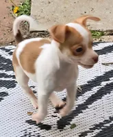 BINJI, a male Chihuahua for sale in Springfield, OH – Photo 4 of 6