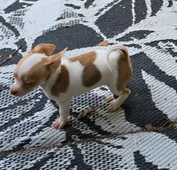 BINJI, a male Chihuahua for sale in Springfield, OH – Photo 3 of 6