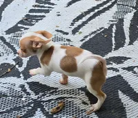 BINJI, a male Chihuahua for sale in Springfield, OH – Photo 2 of 6
