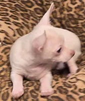 BILLY, a male Chihuahua for sale in Springfield, OH – 3 of 3