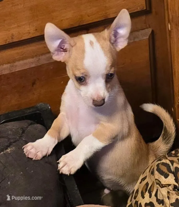 Sunny – Chihuahua puppy for sale in Springfield, OH