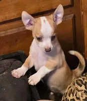 Sunny, a male Chihuahua for sale in Springfield, OH – 1 of 2