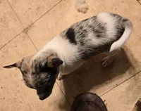 Barker, a male Chihuahua for sale in Springfield, OH – 3 of 6