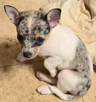 Barker, a male Chihuahua for sale in Springfield, OH – 2 of 6