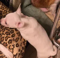 FRANKIE, a male Chihuahua for sale in Springfield, OH – 4 of 4