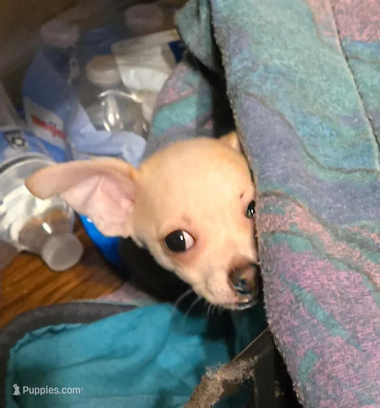BOBBY – Chihuahua puppy for sale in Springfield, OH