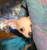 BOBBY, a male Chihuahua for sale in Springfield, OH – 1 of 2