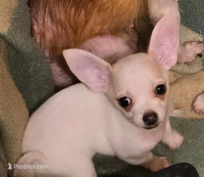JOHNNY – Chihuahua puppy for sale in Springfield, OH