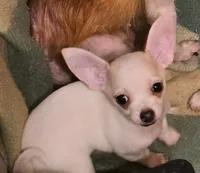 JOHNNY, a male Chihuahua for sale in Springfield, OH – 1 of 3