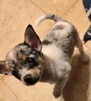 Barker, a male Chihuahua for sale in Springfield, OH – 1 of 6