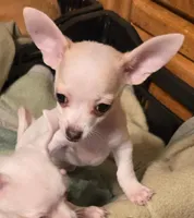 JOHNNY, a male Chihuahua for sale in Springfield, OH – 3 of 3