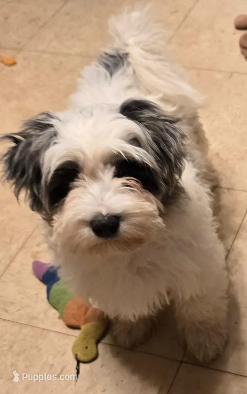 Booshe – Yorkipoo puppy for sale in Springfield, OH