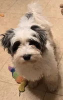 Booshe, a male Yorkipoo for sale in Springfield, OH – 1 of 2