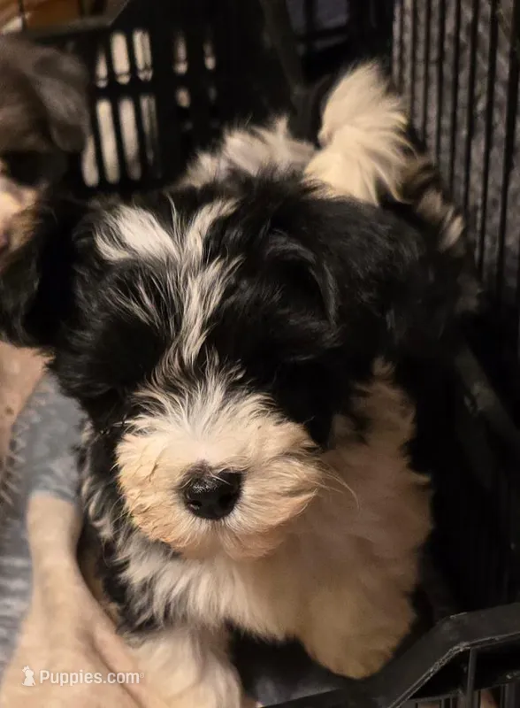 LEVI – Yorkipoo puppy on hold in Springfield, OH