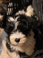 LEVI, a male Yorkipoo for sale in Springfield, OH – 1 of 2