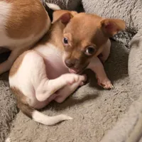 CORVETTE, a female Chihuahua for sale in Springfield, OH – Photo 2 of 3