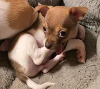 CORVETTE, a female Chihuahua for sale in Springfield, OH – Photo 3 of 3