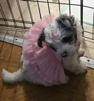 Bella, a female Yorkipoo for sale in Springfield, OH – 6 of 8