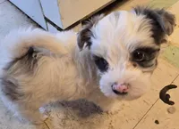 Bella, a female Yorkipoo for sale in Springfield, OH – Photo 6 of 6