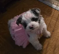 Bella, a female Yorkipoo for sale in Springfield, OH – 4 of 8