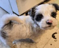 Bella, a female Yorkipoo for sale in Springfield, OH – Photo 5 of 6