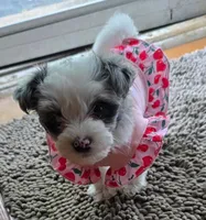 Bella, a female Yorkipoo for sale in Springfield, OH – 5 of 8