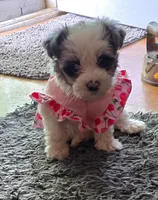 Bella, a female Yorkipoo for sale in Springfield, OH – 7 of 8