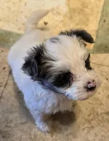 Bella, a female Yorkipoo for sale in Springfield, OH – Photo 2 of 6