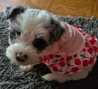 Bella, a female Yorkipoo for sale in Springfield, OH – 8 of 8