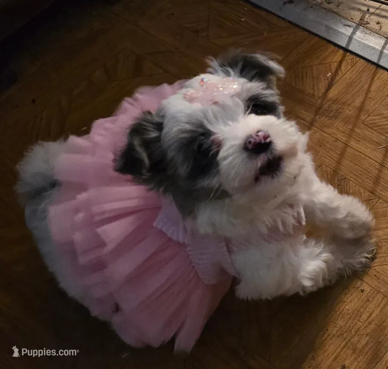 Bella – Yorkipoo puppy for sale in Springfield, OH