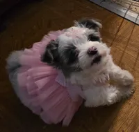 Bella, a female Yorkipoo for sale in Springfield, OH – 1 of 8