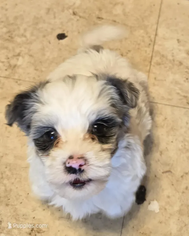 Bella – Yorkipoo puppy for sale in Springfield, OH