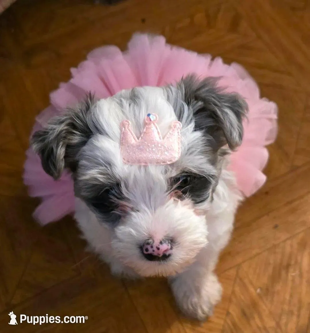 Bella, a female Yorkipoo for sale in Springfield, OH – 2 of 8