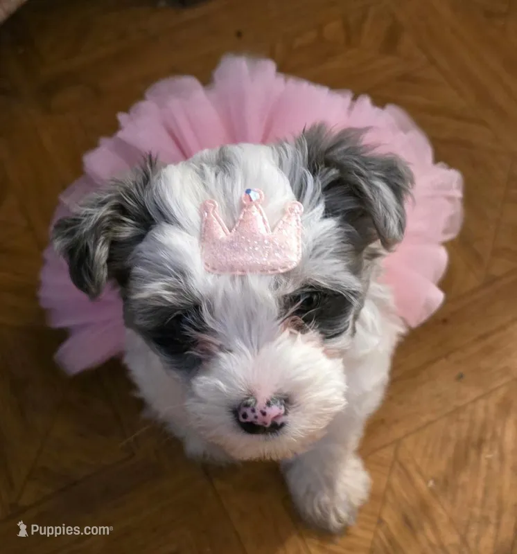 Bella – Yorkipoo puppy for sale in Springfield, OH