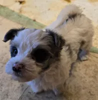 Bella, a female Yorkipoo for sale in Springfield, OH – Photo 3 of 6