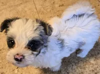 Bella, a female Yorkipoo for sale in Springfield, OH – Photo 4 of 6