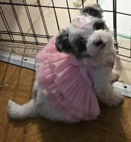 Bella, a female Yorkipoo for sale in Springfield, OH – 3 of 8