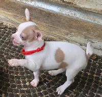 SPOTICUS, a male Chihuahua for sale in Springfield, OH – Photo 3 of 4