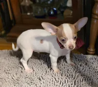 SPOTICUS, a male Chihuahua for sale in Springfield, OH – Photo 1 of 4