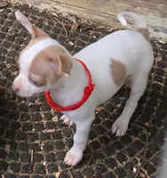 SPOTICUS, a male Chihuahua for sale in Springfield, OH – Photo 4 of 4