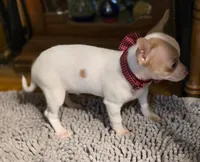 SPOTICUS, a male Chihuahua for sale in Springfield, OH – Photo 2 of 4