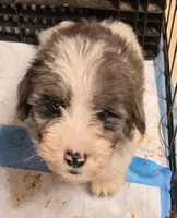 GRAYGORY, a male Yorkipoo for sale in Springfield, OH – 2 of 2